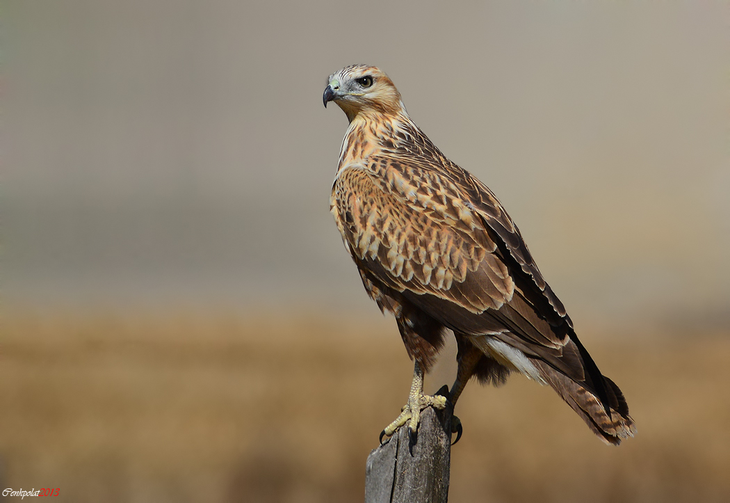 Long-legged Buzzard